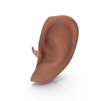 Human Left Ear PNG & PSD Images