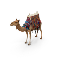 Camel With Decorated Saddle Fur PNG & PSD Images