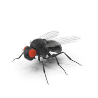 Drosophila Melanogaster Black Fur PNG & PSD Images