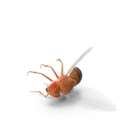 Drosophila Dead Fur PNG & PSD Images