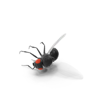 Drosophila Melanogaster Dead Black Fur PNG & PSD Images