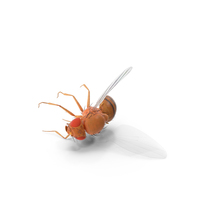 Fruit Fly Dead PNG & PSD Images