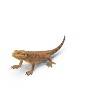 Realistic Bearded Dragon PNG & PSD Images