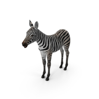 Zebra Foal PNG & PSD Images