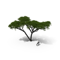 Acacia Shade And Zebra Foal PNG & PSD Images