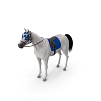 White Racehorse PNG & PSD Images
