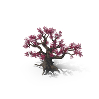 Blossoming Cherry Tree Pink PNG & PSD Images