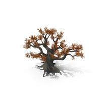 Autumn Ancient Oak Tree PNG & PSD Images