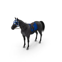 Black Racehorse PNG & PSD Images
