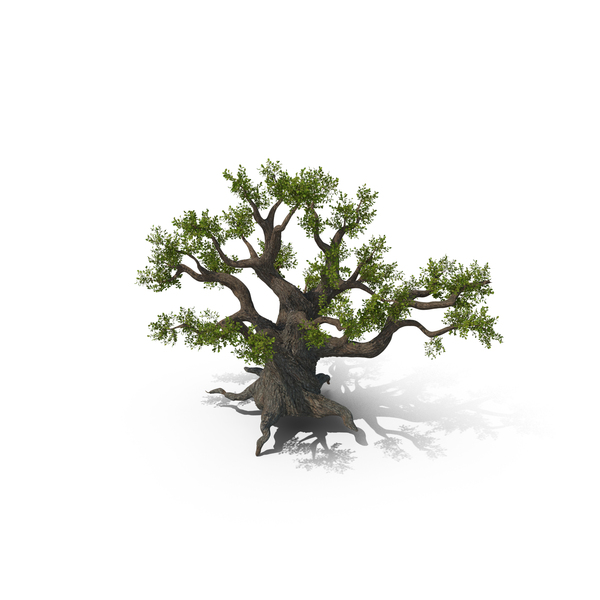 Ancient Fantasy Tree PNG & PSD Images