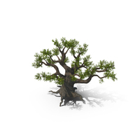 Ancient Fantasy Tree PNG & PSD Images