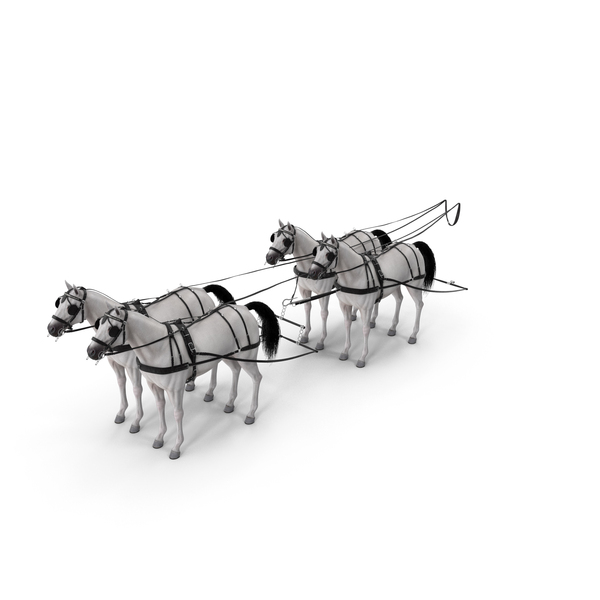 Four White Horses In Breast Collar Harness PNG & PSD Images
