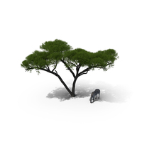 Acacia Shade And Zebra PNG & PSD Images