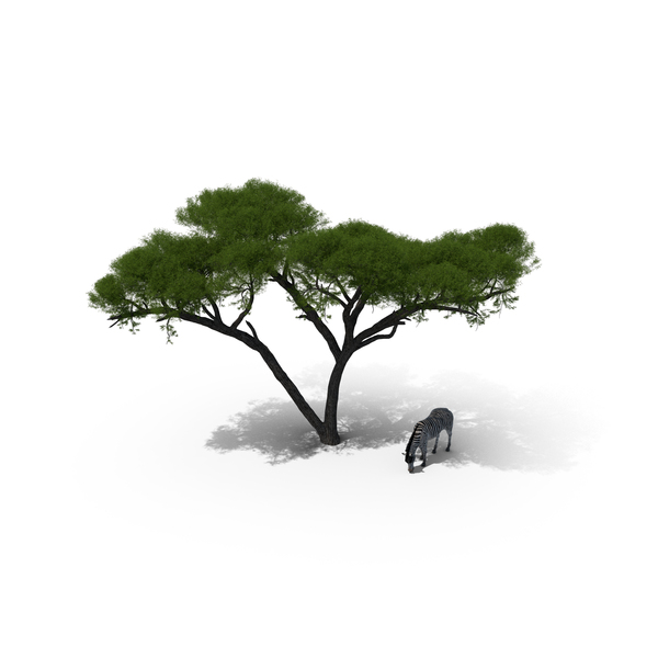 Acacia Shade And Zebra Fur PNG & PSD Images