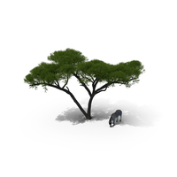 Acacia Shade And Zebra Fur PNG & PSD Images