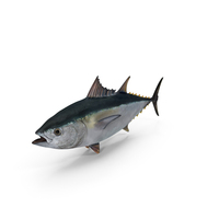 Bluefin Tuna PNG & PSD Images