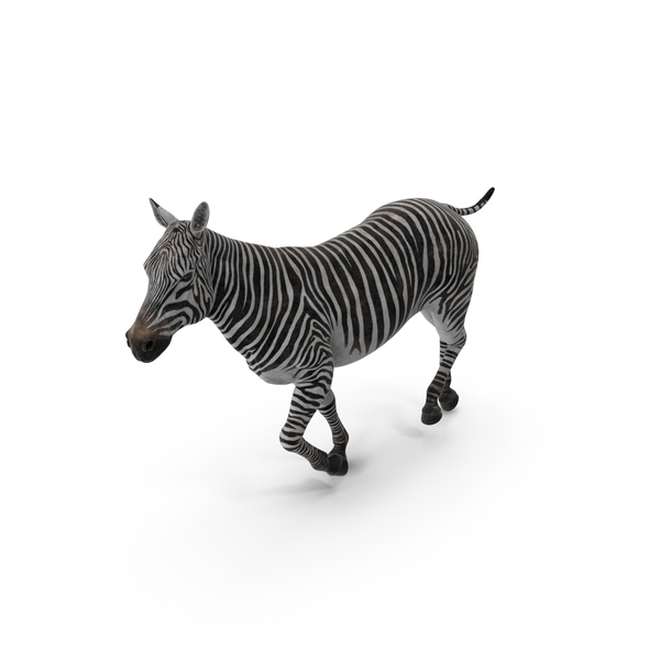 Striped Equine Running PNG & PSD Images