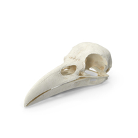 Crow Raven Skull Anatomy Model Clean PNG & PSD Images