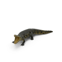 Crocodile With Open Mouth PNG & PSD Images