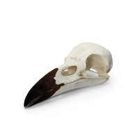 Crow Raven Skull Anatomy Model Dark Beak PNG & PSD Images