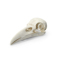 Crow Raven Cranial Structure With Scleral Ring PNG & PSD Images