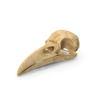 Crow Raven Skull Anatomy Model Aged PNG & PSD Images