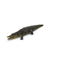Realistic Crocodile PNG & PSD Images