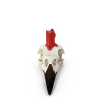 Bird Skull With Red Wax Candle PNG & PSD Images