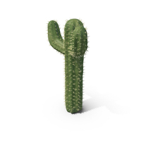 Cactus PNG & PSD Images
