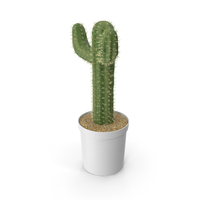 Cactus Potted PNG & PSD Images