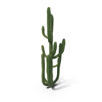 Cactus PNG & PSD Images