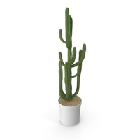 Cactus Potted PNG & PSD Images