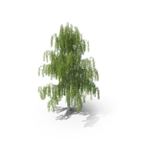 Birch PNG & PSD Images