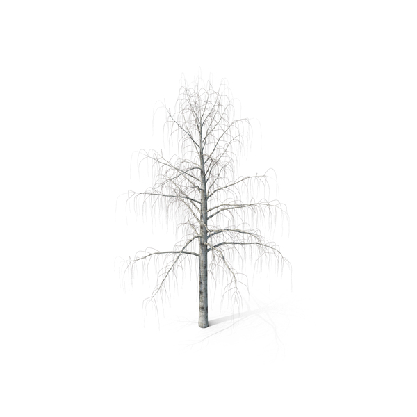 Birch Bare PNG & PSD Images