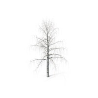 Birch Bare PNG & PSD Images