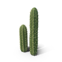 Cactus PNG & PSD Images