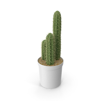 Cactus PNG & PSD Images