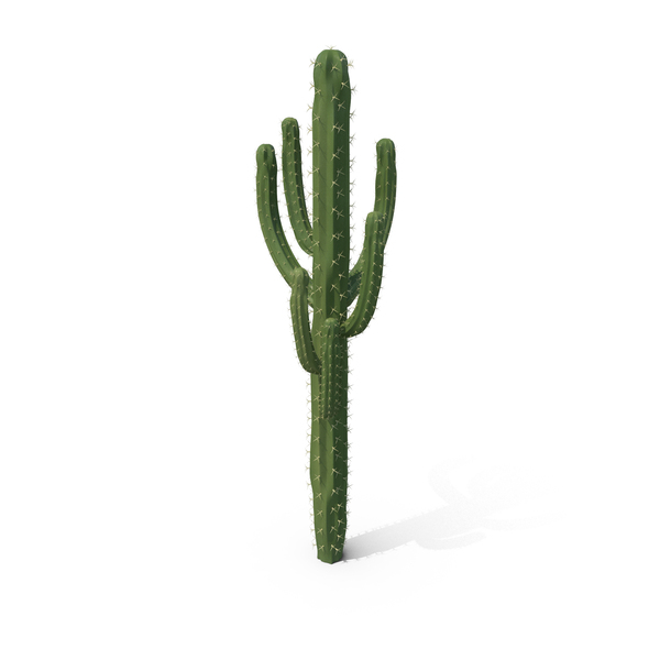 Cactus PNG & PSD Images