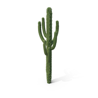 Cactus PNG & PSD Images