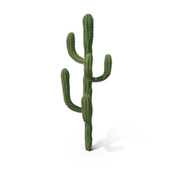Cactus PNG & PSD Images