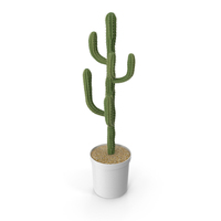 Cactus Potted PNG & PSD Images