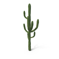 Cactus PNG & PSD Images