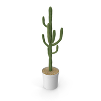 Cactus Potted PNG & PSD Images