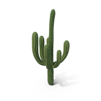 Cactus PNG & PSD Images