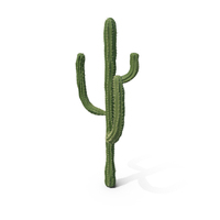 Cactus PNG & PSD Images