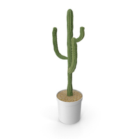 Cactus PNG & PSD Images