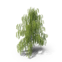 Birch PNG & PSD Images