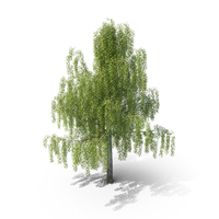 Birch PNG & PSD Images