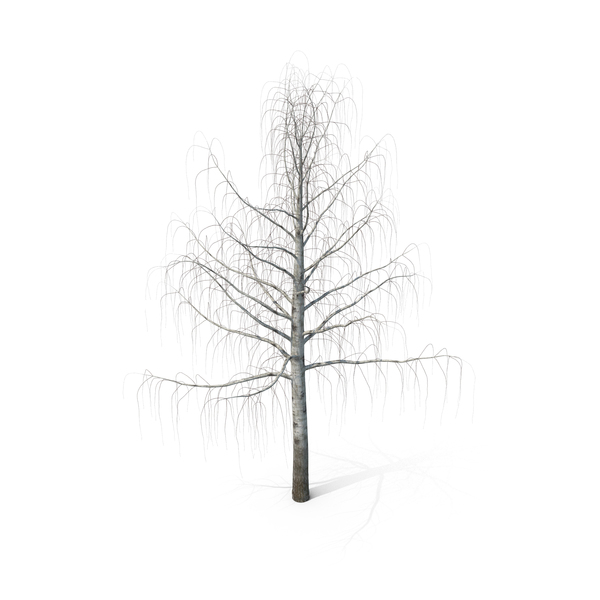 Birch Bare PNG & PSD Images