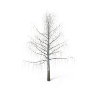 Birch Bare PNG & PSD Images